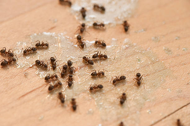 Best Bed Bug Extermination  in Westland, MI