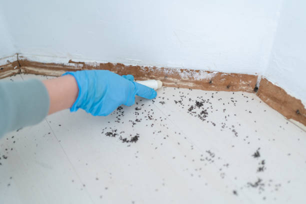 Best Mosquito Control Services  in Westland, MI